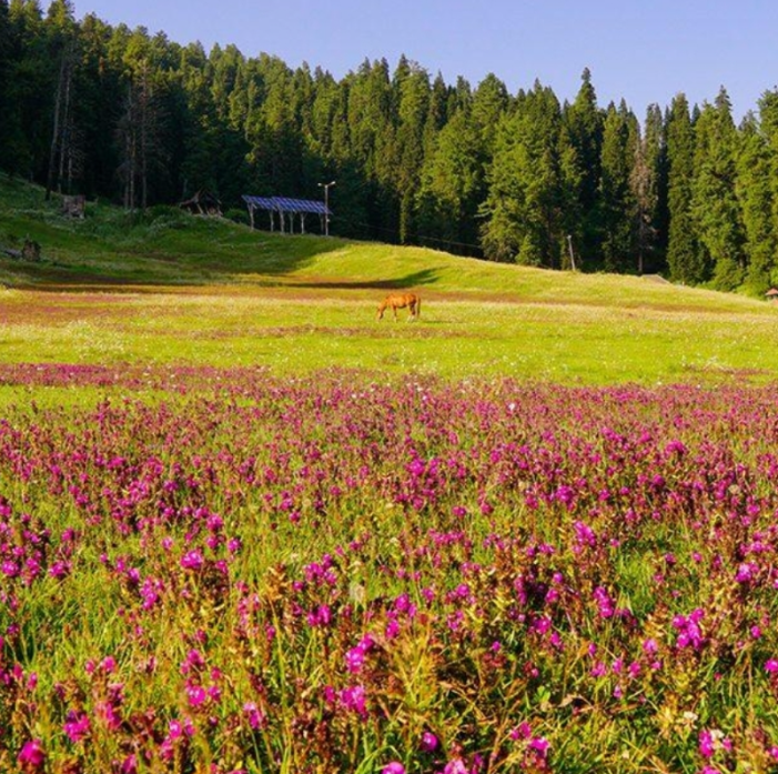 KASHMIR SPRING ESCAPE